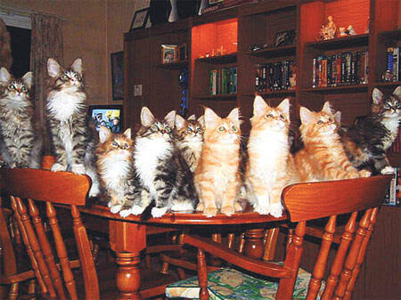 Yedi minik kedi masalı