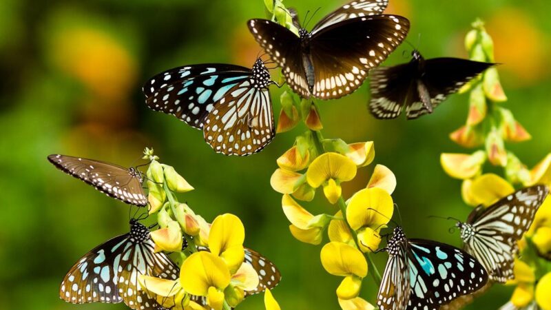 The Butterfly Garden Tales