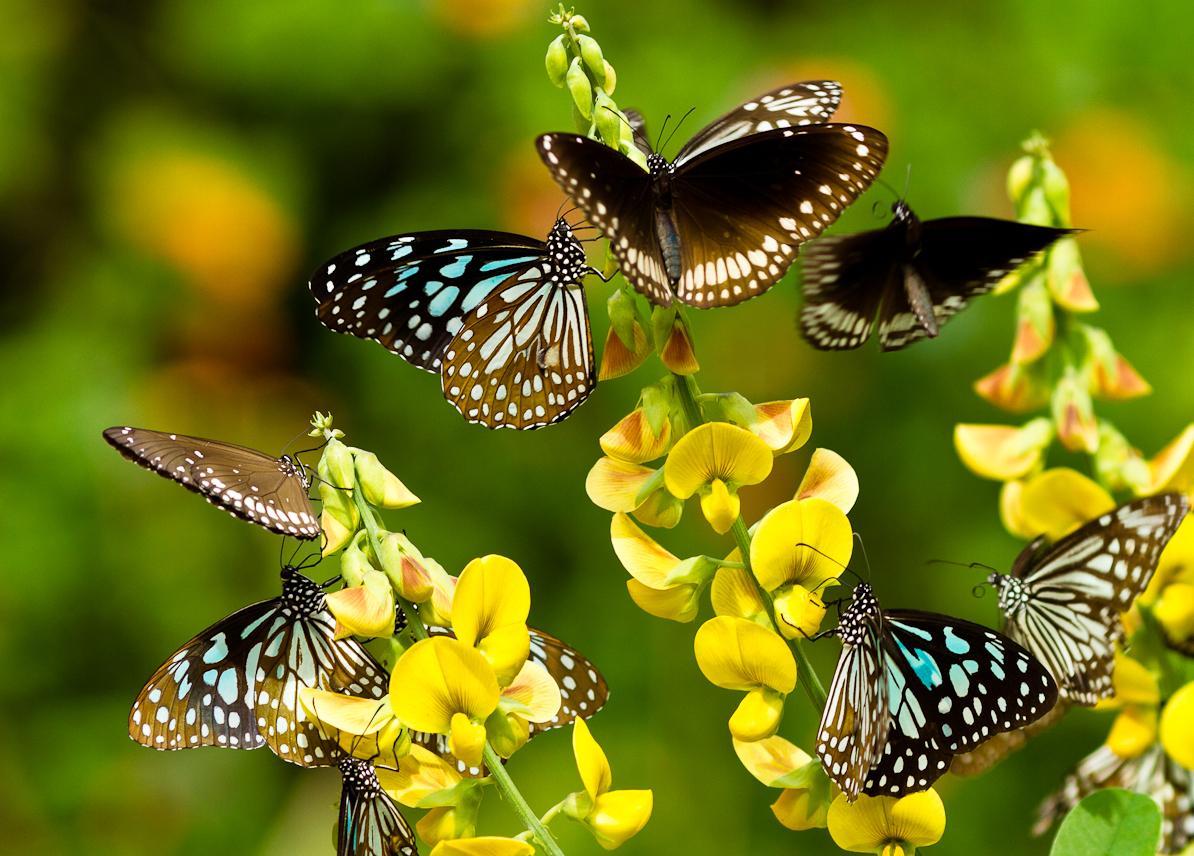 The Butterfly Garden Tales